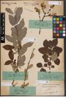 Foto von Salix caprea L.